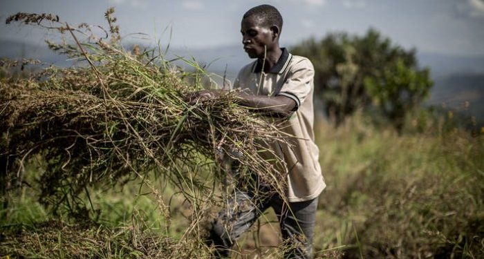 African countries and the issues of food insecurity