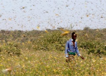 Locust Swarms in East Africa: Causes and International Community reactions