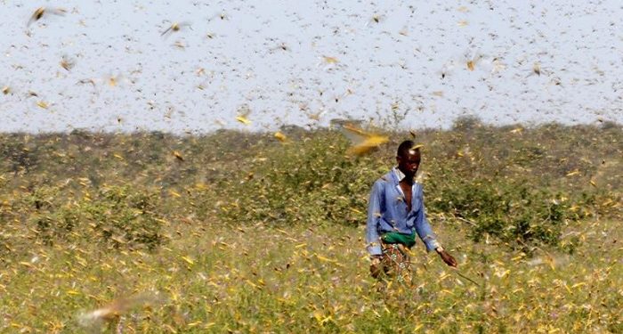Locust Swarms in East Africa: Causes and International Community reactions