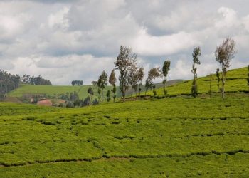 How sub-Saharan Africa can rethink its approach to agriculture