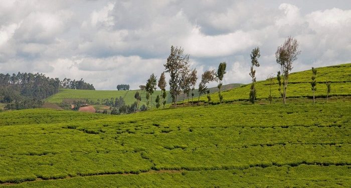 How sub-Saharan Africa can rethink its approach to agriculture