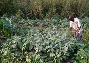 Collective action around common resources could help vulnerable communities