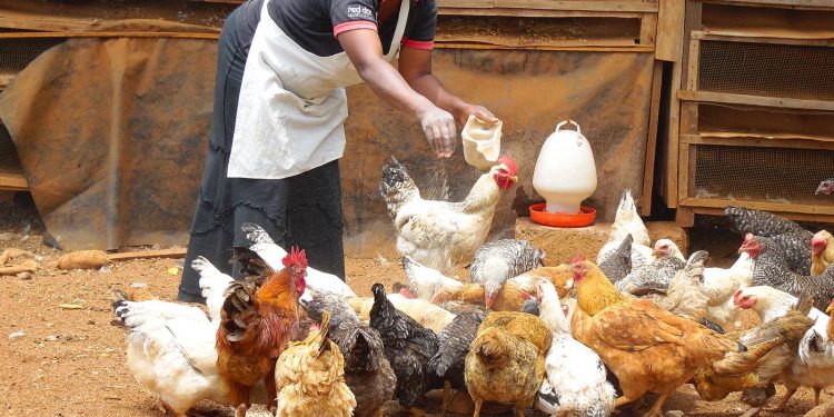 Tough times, tough birds: Kenyan farmers swap back to hardy chickens