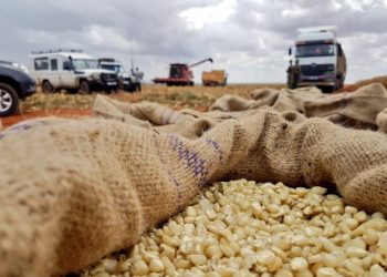 Why maize is causing trade tensions between Kenya and its neighbours
