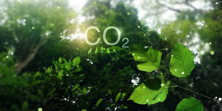 Gabon launches tender for Africa’s first debt-for-nature swap