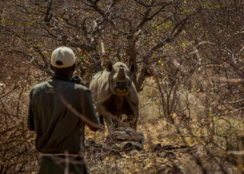 Environmental Threats and Conservation Efforts in Namibia