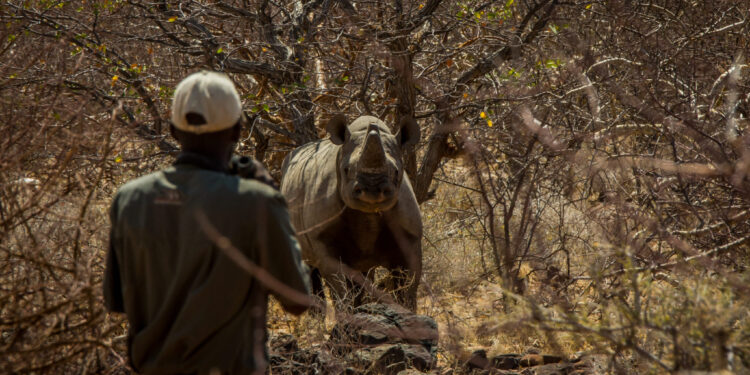 Environmental Threats and Conservation Efforts in Namibia