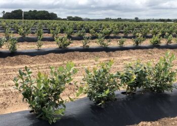 Zimbabwe is fastest-growing blueberry exporter – East Fruit report