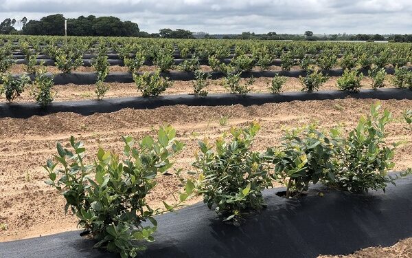 Zimbabwe is fastest-growing blueberry exporter – East Fruit report