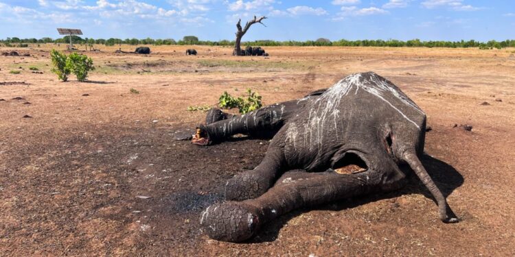 Zimbabwe: At least 100 elephants dead from drought