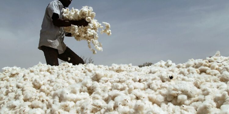 Mali regains first place among cotton-producing countries in sub-Saharan Africa