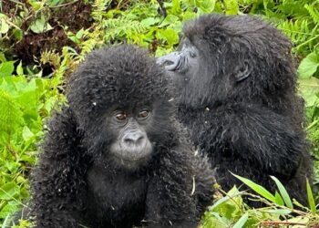 The conservation success story of Rwanda’s mountain gorillas