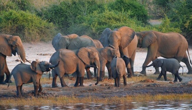 Botswana, Zimbabwe urge UK legislators to reject anti-hunting law