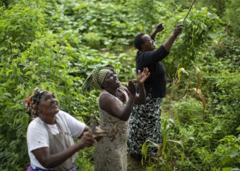 Women cooperative for vegetables transforming rural village in Ivory Coast