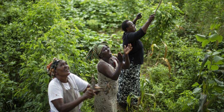 Women cooperative for vegetables transforming rural village in Ivory Coast