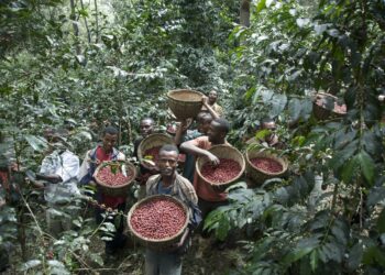 Ethiopia earns $1b from coffee exports in 10 months
