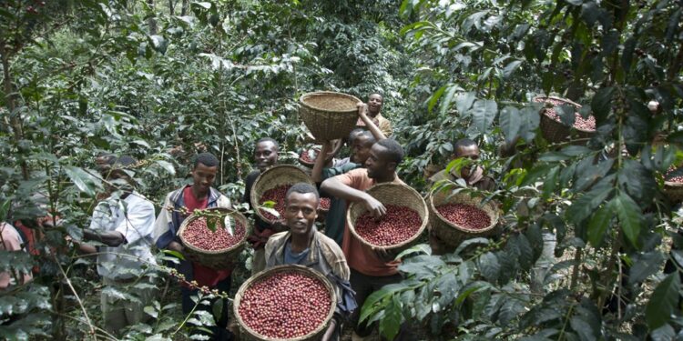 Ethiopia earns $1b from coffee exports in 10 months