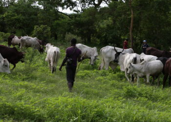 CAR Conference aims to achieve peaceful seasonal migration of herds