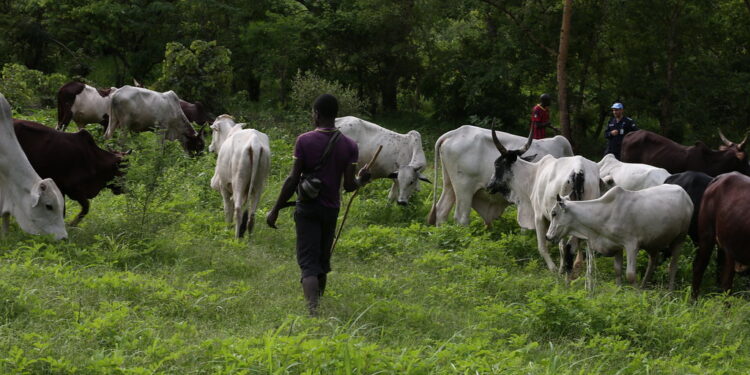 CAR Conference aims to achieve peaceful seasonal migration of herds