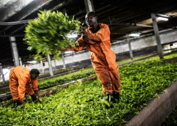 12 Malawians who abandoned Israeli farms deported