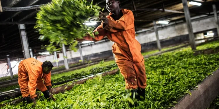 12 Malawians who abandoned Israeli farms deported