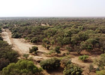 UN desertification president says Africa’s Great Green Wall to miss 2030 goal