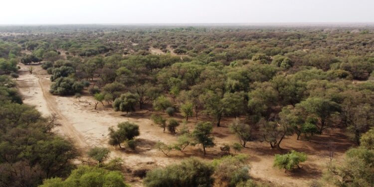 UN desertification president says Africa’s Great Green Wall to miss 2030 goal