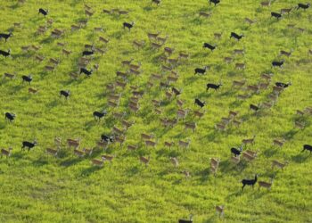 South Sudan says its 6M antelope make up world’s largest land mammal migration, but poaching on rise