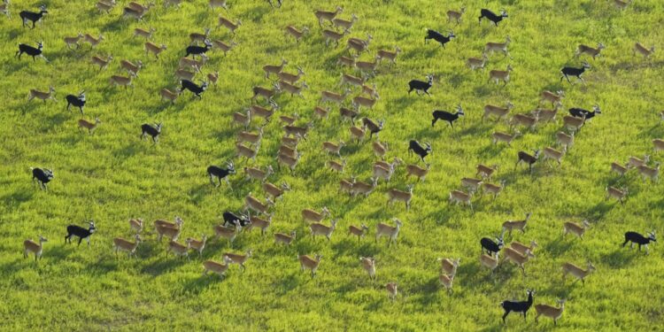 South Sudan says its 6M antelope make up world’s largest land mammal migration, but poaching on rise