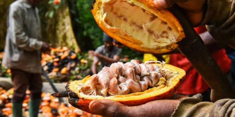 Cameroon to share cocoa location data to meet EU environment rules