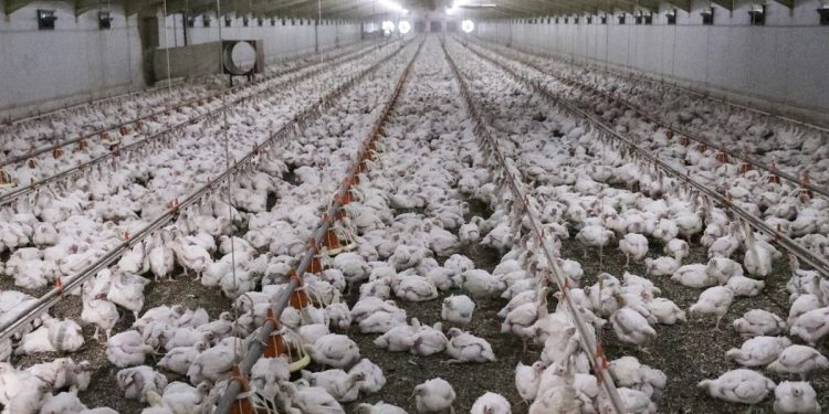 Namibia resumes live poultry, bird imports from South Africa