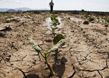 Malawi receives an insurance payout of $11.2 million for El Nino-linked drought disaster