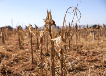 SADC says Nearly 68 million suffering from drought in Southern Africa