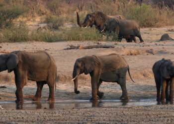 Zimbabwe to cull 200 elephants to feed people left hungry by drought
