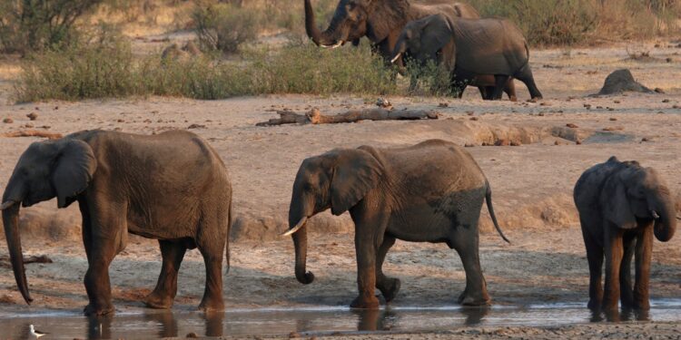 Zimbabwe to cull 200 elephants to feed people left hungry by drought