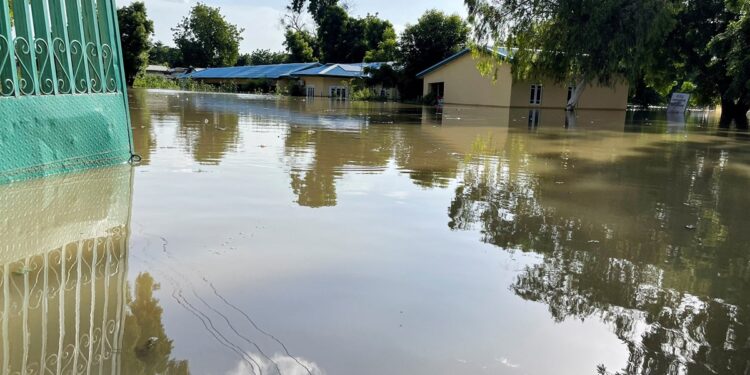 Floods decimate Nigerian zoo, wash crocodiles into community