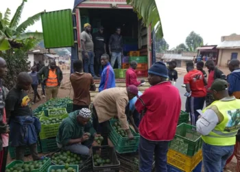 Burundi farmers band together to get fair prices for avocados