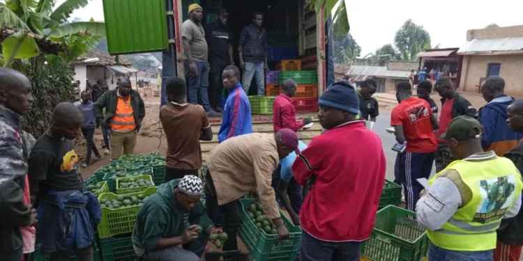 Burundi farmers band together to get fair prices for avocados