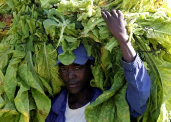 Zimbabwe compensates foreign and local farmers over land invasions