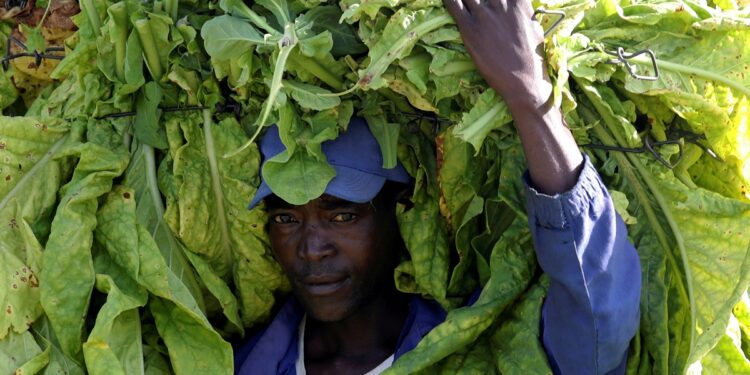 Zimbabwe compensates foreign and local farmers over land invasions
