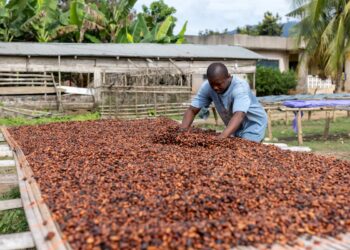 Ghana delayed delivery of 370,000 tons of cocoa in the 2023/24 season, official says