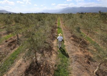 South Africa’s white farmers would be among victims if Trump ends growth bill