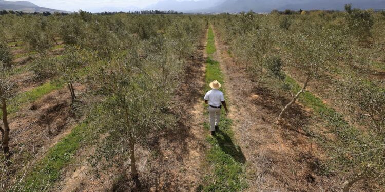 South Africa’s white farmers would be among victims if Trump ends growth bill
