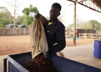 Excelsa coffee: a game-changer for South Sudan’s agricultural sector