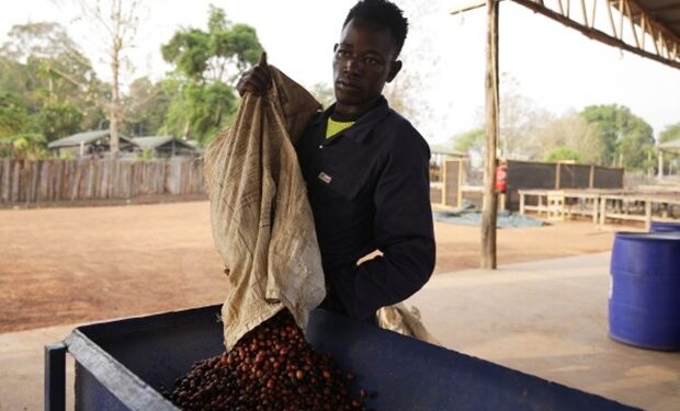 Excelsa coffee: a game-changer for South Sudan’s agricultural sector