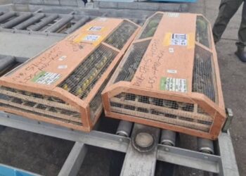 Nigeria seizes 1,600 birds at Lagos airport bound for Kuwait