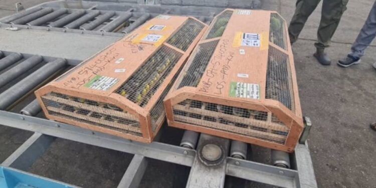 Nigeria seizes 1,600 birds at Lagos airport bound for Kuwait