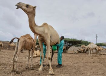 Camels at the heart of Somalia’s agricultural transformation