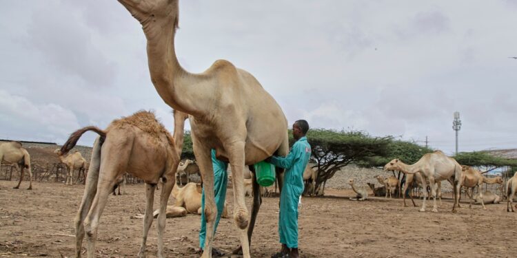 Camels at the heart of Somalia’s agricultural transformation