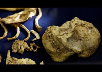 Fossil discovery in Ethiopia reveals missing chapter in human evolution